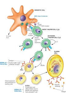 T-dependent B cell activation