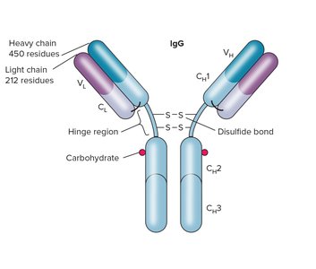 IgG antibody structure