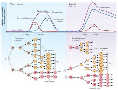 Primary and secondary antibody responses