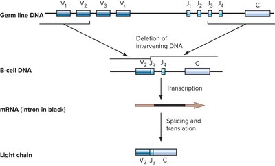 Combinatorial joining in antibody gene rearrangement