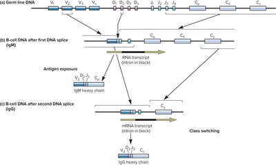 Class switching in antibody heavy chain genes