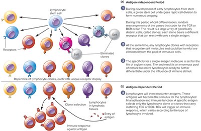Clonal selection of lymphocytes