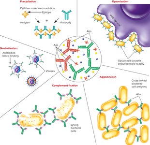 Antibody effector mechanisms: neutralization, opsonization, agglutination, complement fixation, precipitation