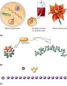 Diagram showing antigens and epitopes