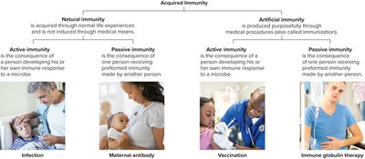 Diagram of natural and artificial immunity