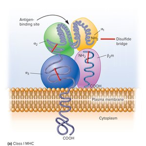 Structure of Class I MHC molecule