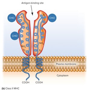 Structure of Class II MHC molecule