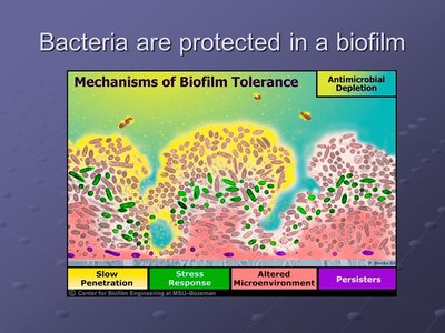 Mechanisms of biofilm tolerance