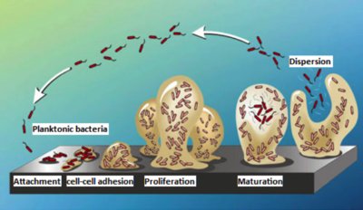 Stages of biofilm development