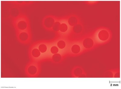 Blood agar as a differential medium