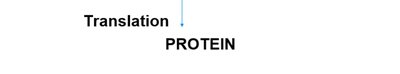 Central dogma: DNA to RNA to protein