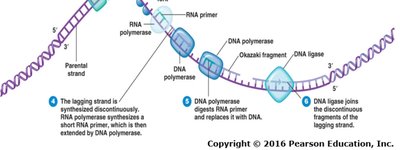Summary of DNA replication events