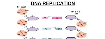 Antiparallel DNA strands and base pairing