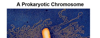 A prokaryotic chromosome