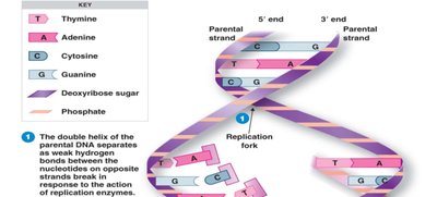 DNA double helix and replication fork