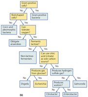 Dichotomous key for bacterial identification