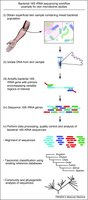 Flowchart of bacterial identification using molecular and phenotypic methods