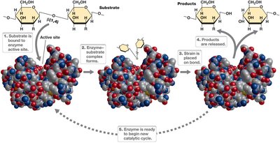 The catalytic cycle of an enzyme
