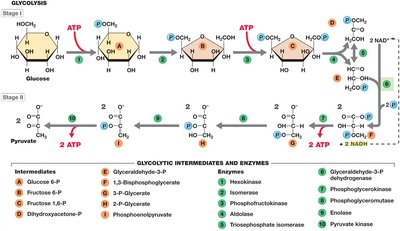Glycolysis pathway diagram