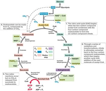 Citric acid cycle diagram