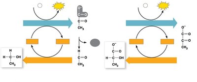Alcohol and lactic acid fermentation pathways
