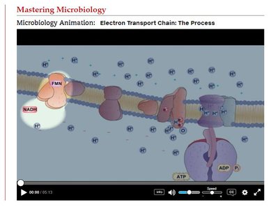 Overview of electron transport chain