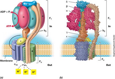 Structure and function of ATP synthase in E. coli