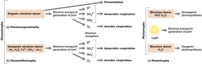 Metabolic diversity and its relationship to oxygen