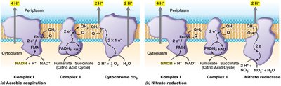 Respiration and nitrate-based anaerobic respiration in E. coli