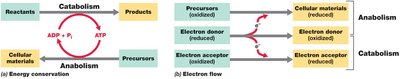 Diagram of catabolism and anabolism energy and electron flow