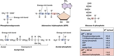 Energy-rich bonds in compounds that conserve energy in microbial metabolism