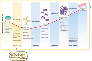 Simplified model of metabolism showing catabolism and anabolism