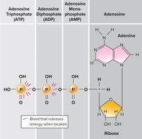Structure of ATP, ADP, AMP, and adenosine