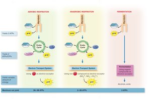 Comparison of aerobic respiration, anaerobic respiration, and fermentation