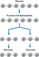 Glycolysis pathway from glucose to pyruvate