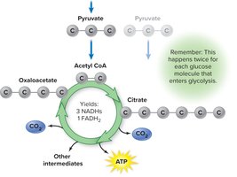 Krebs cycle showing conversion of pyruvate to acetyl CoA and cycle intermediates