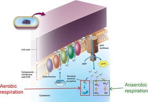 Bacterial electron transport chain in the cytoplasmic membrane