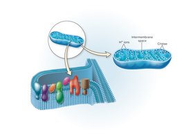 Electron transport chain in eukaryotic mitochondria
