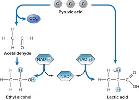 Fermentation pathways: alcoholic and lactic acid fermentation