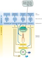 Amphibolic pathways of glucose metabolism