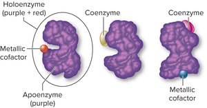 Conjugated enzyme structure showing apoenzyme, coenzyme, and metallic cofactor