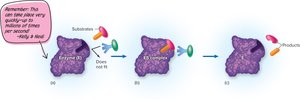 Enzyme-substrate reaction sequence