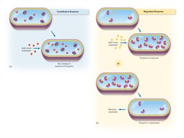 Constitutive and regulated enzyme production in cells