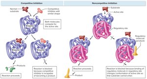 Competitive and noncompetitive inhibition of enzymes