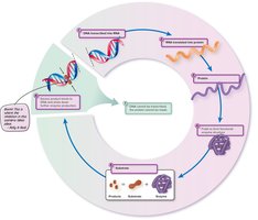 Enzyme repression mechanism