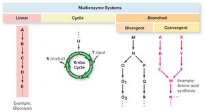 Linear, cyclic, and branched metabolic pathways