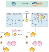 NAD+ reduction to NADH