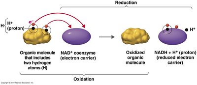 Dehydrogenation and NAD+ electron carrier