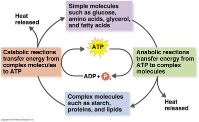 Types of phosphorylation