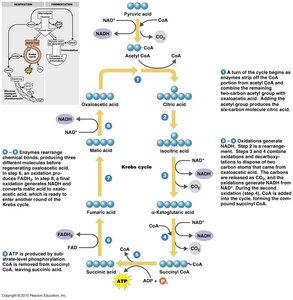 Krebs cycle pathway